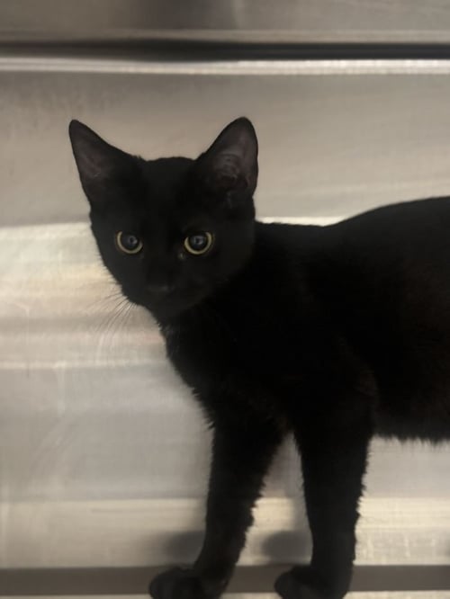 GOMEZ - Domestic Short Hair available for adoption