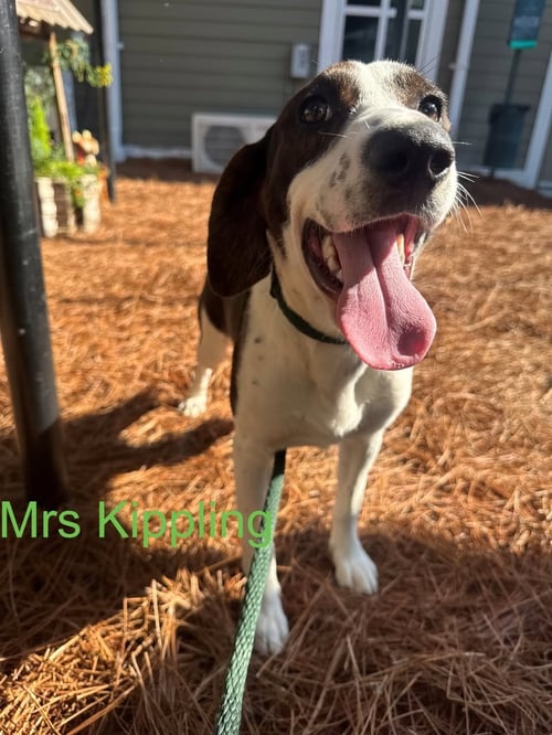 MRS KIPPLING - Hound available for adoption