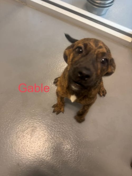 GABLE - Labrador Retriever available for adoption