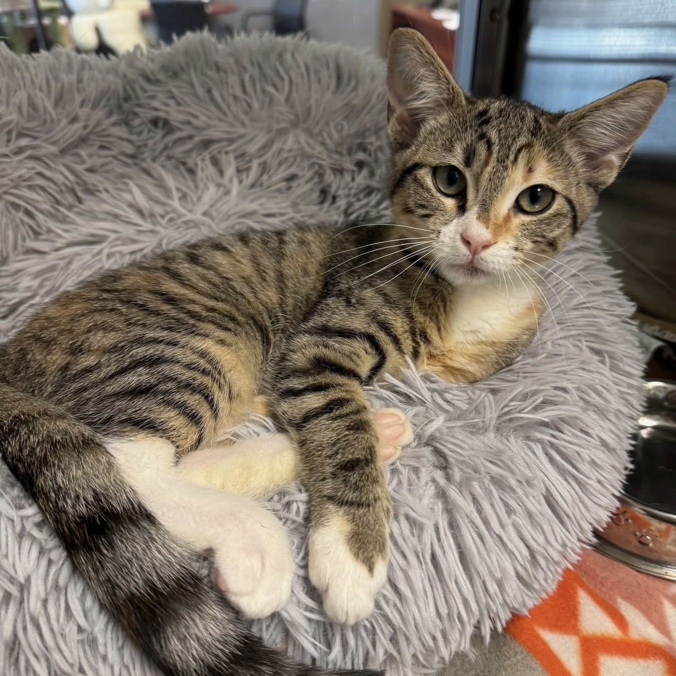 CINDY - Domestic Short Hair available for adoption