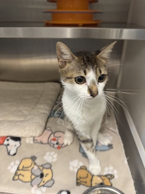 MISS PATTY - Domestic Short Hair for adoption in Savannah