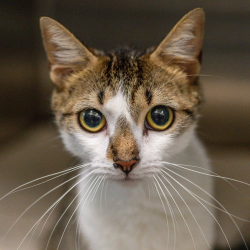 MISS PATTY - Domestic Short Hair for adoption in Savannah