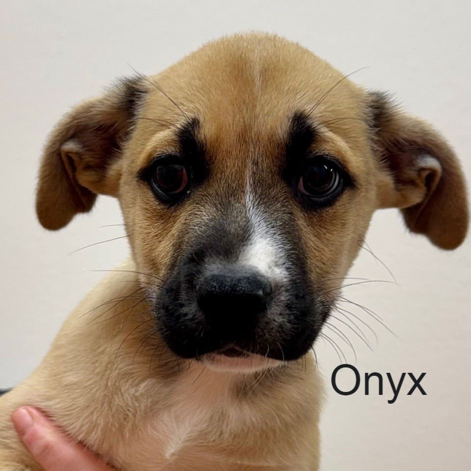ONYX - Shepherd available for adoption
