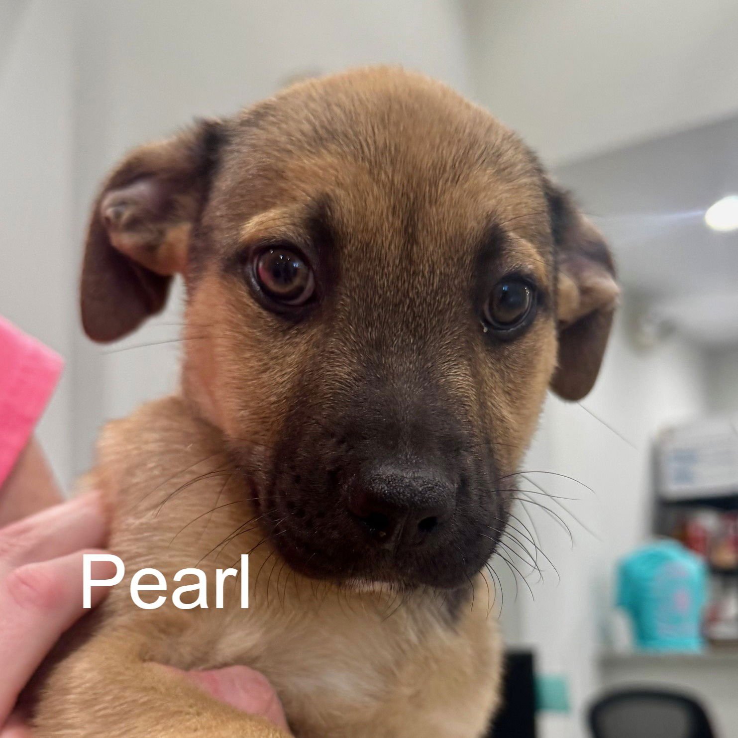 PEARL - Shepherd available for adoption