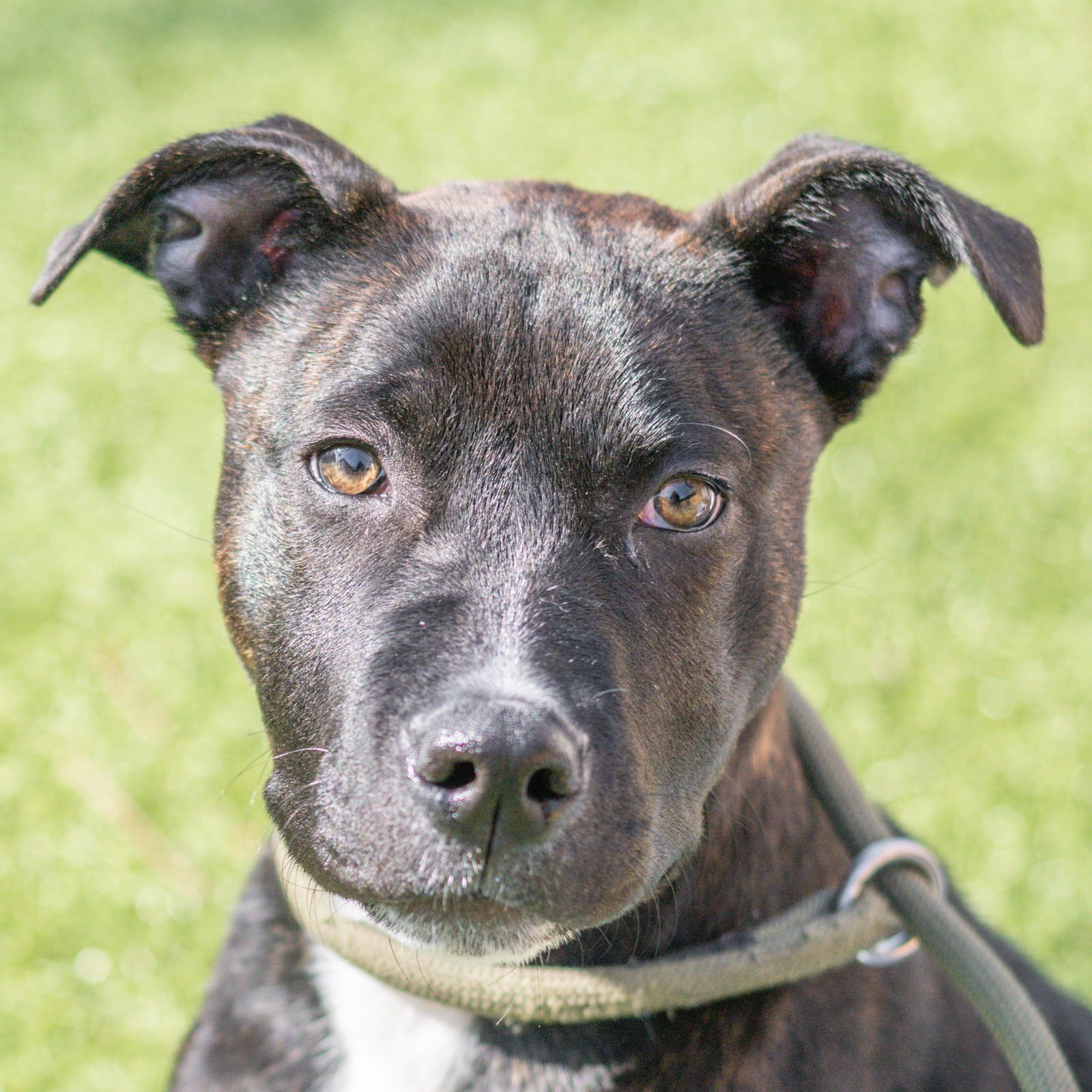 PLUTO - Terrier available for adoption