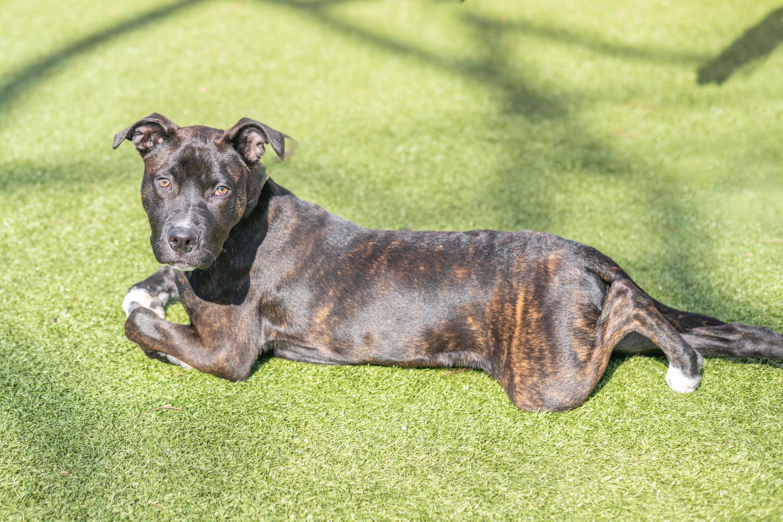 PLUTO - Terrier available for adoption