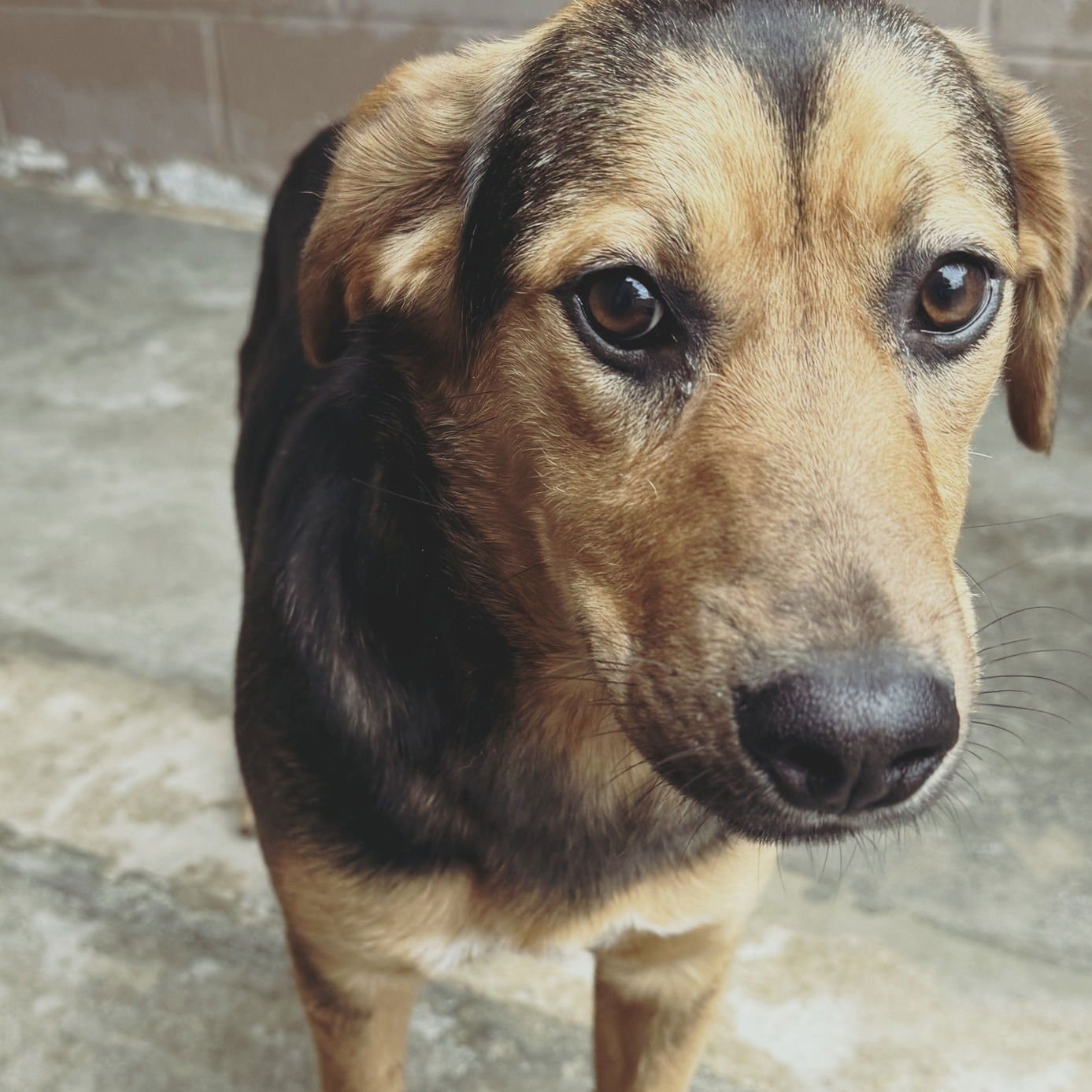 COURTNEY - Hound available for adoption