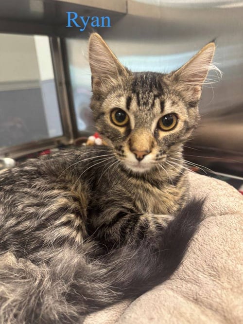 RYAN - Domestic Short Hair available for adoption