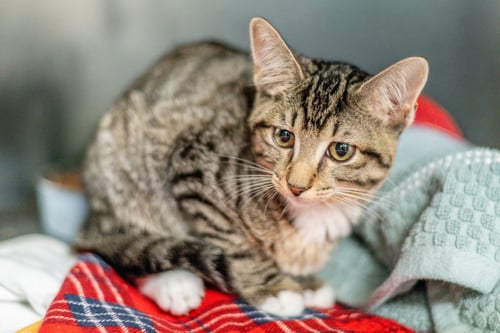 LORRAINE - Domestic Short Hair available for adoption