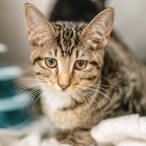 LORRAINE - Domestic Short Hair available for adoption