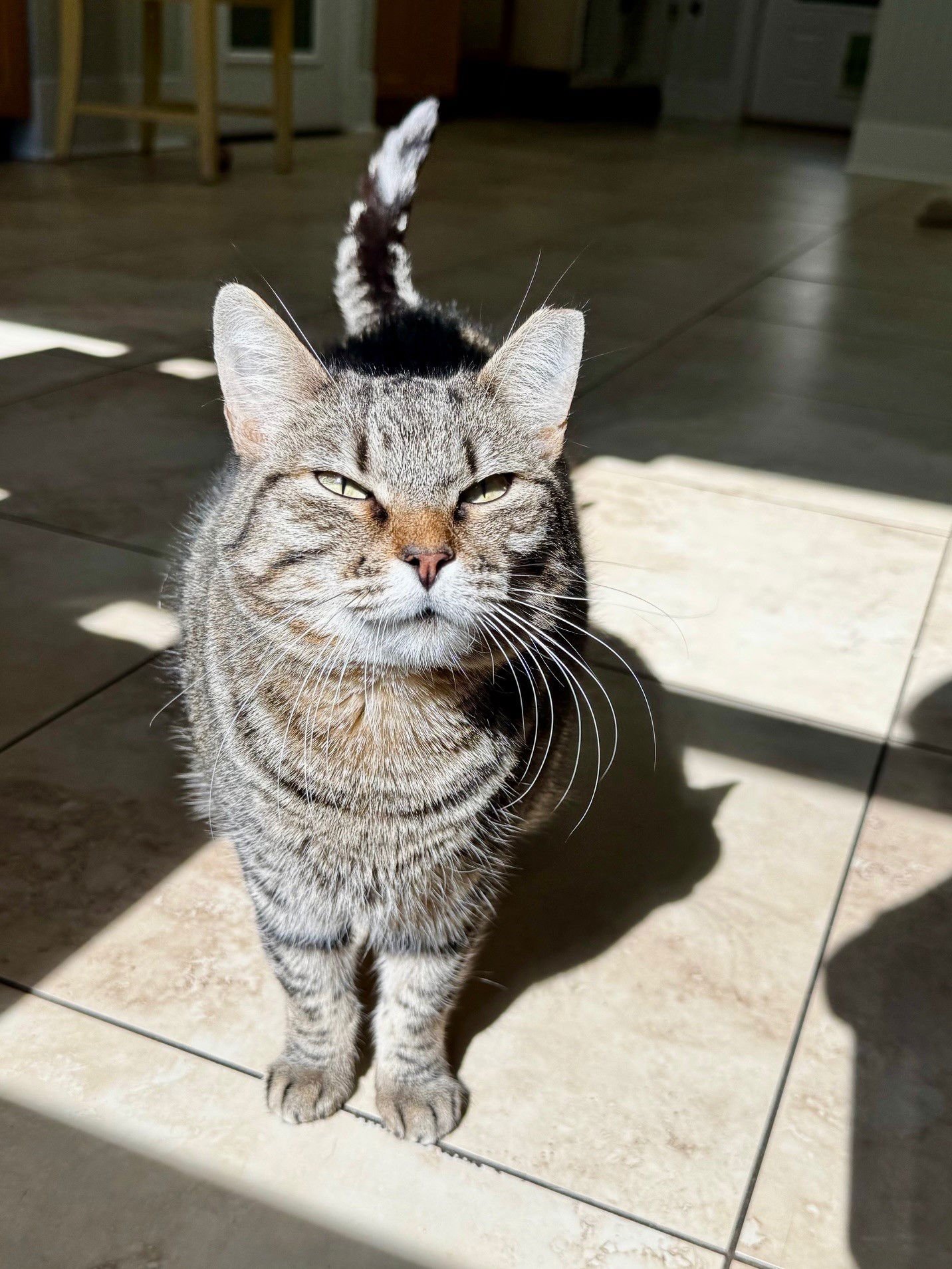 HESTER - Domestic Short Hair available for adoption