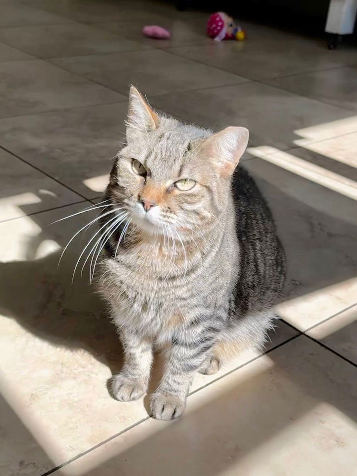 HESTER - Domestic Short Hair available for adoption