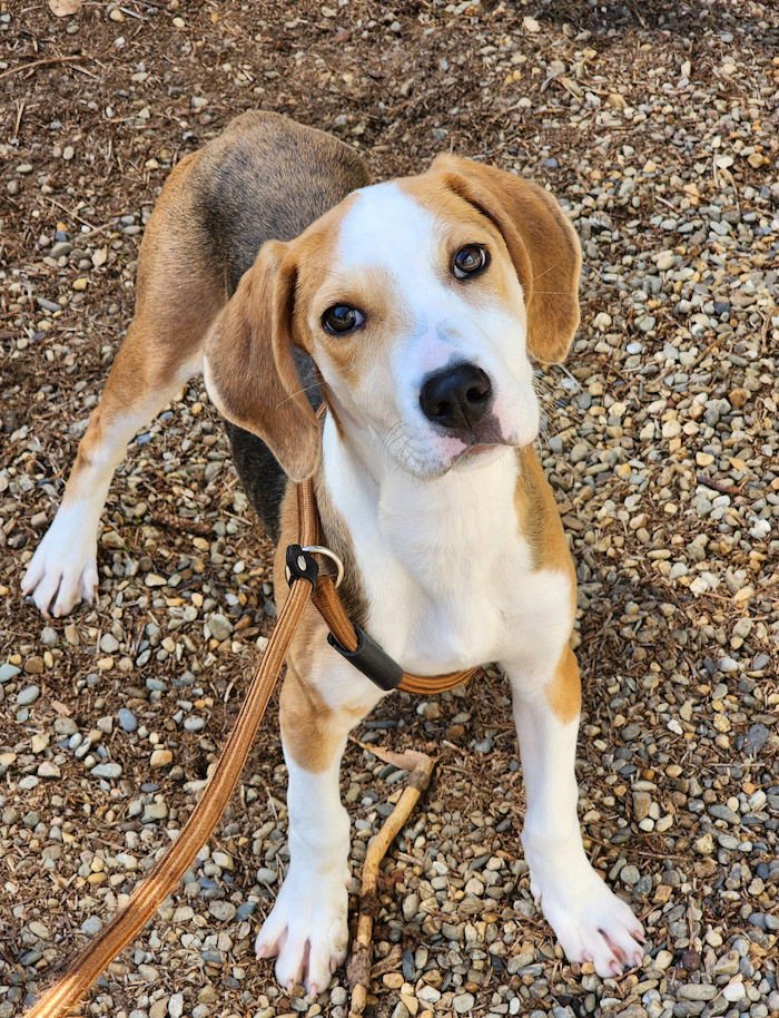 SNOOKIE - Hound available for adoption