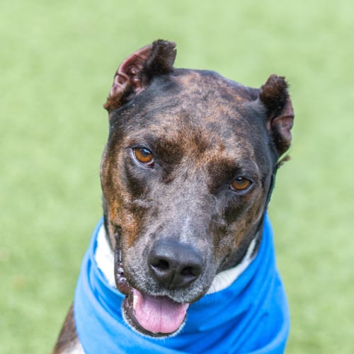 ERIN - Doberman Pinscher for adoption in Savannah