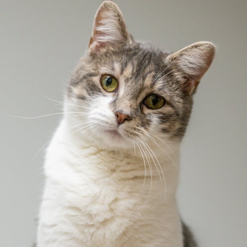 MARJORIE - Domestic Short Hair available for adoption