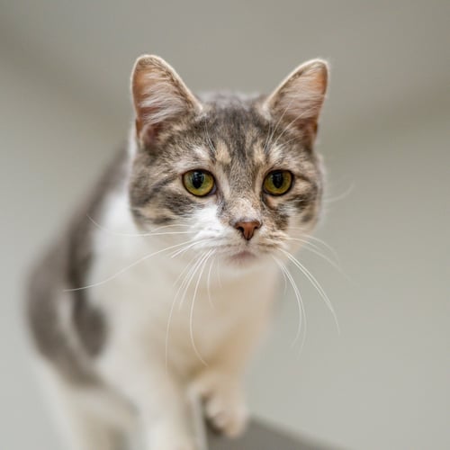 MARJORIE - Domestic Short Hair available for adoption