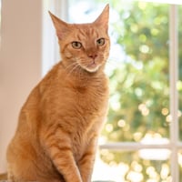 Rusty - Photo 1