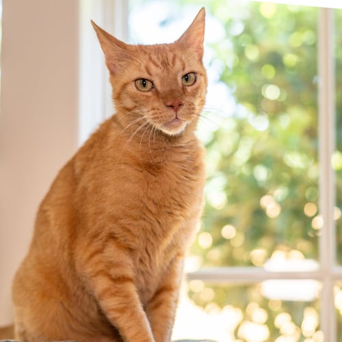 RUSTY - Domestic Short Hair for adoption in Savannah