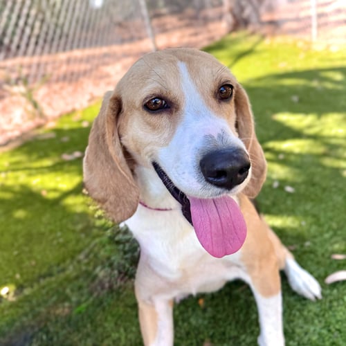 PEBBLES - Hound available for adoption