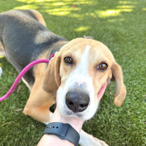 PEBBLES - Hound available for adoption