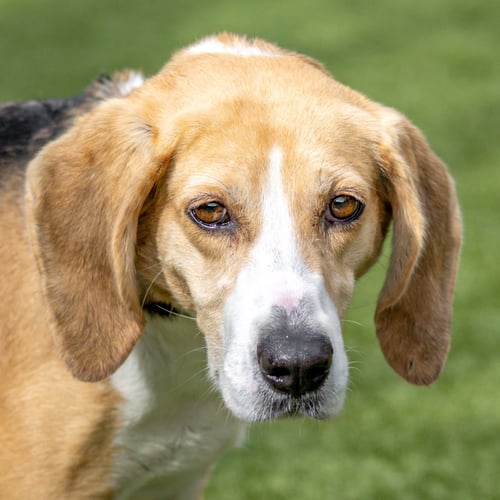 PEBBLES - Hound for adoption in Savannah