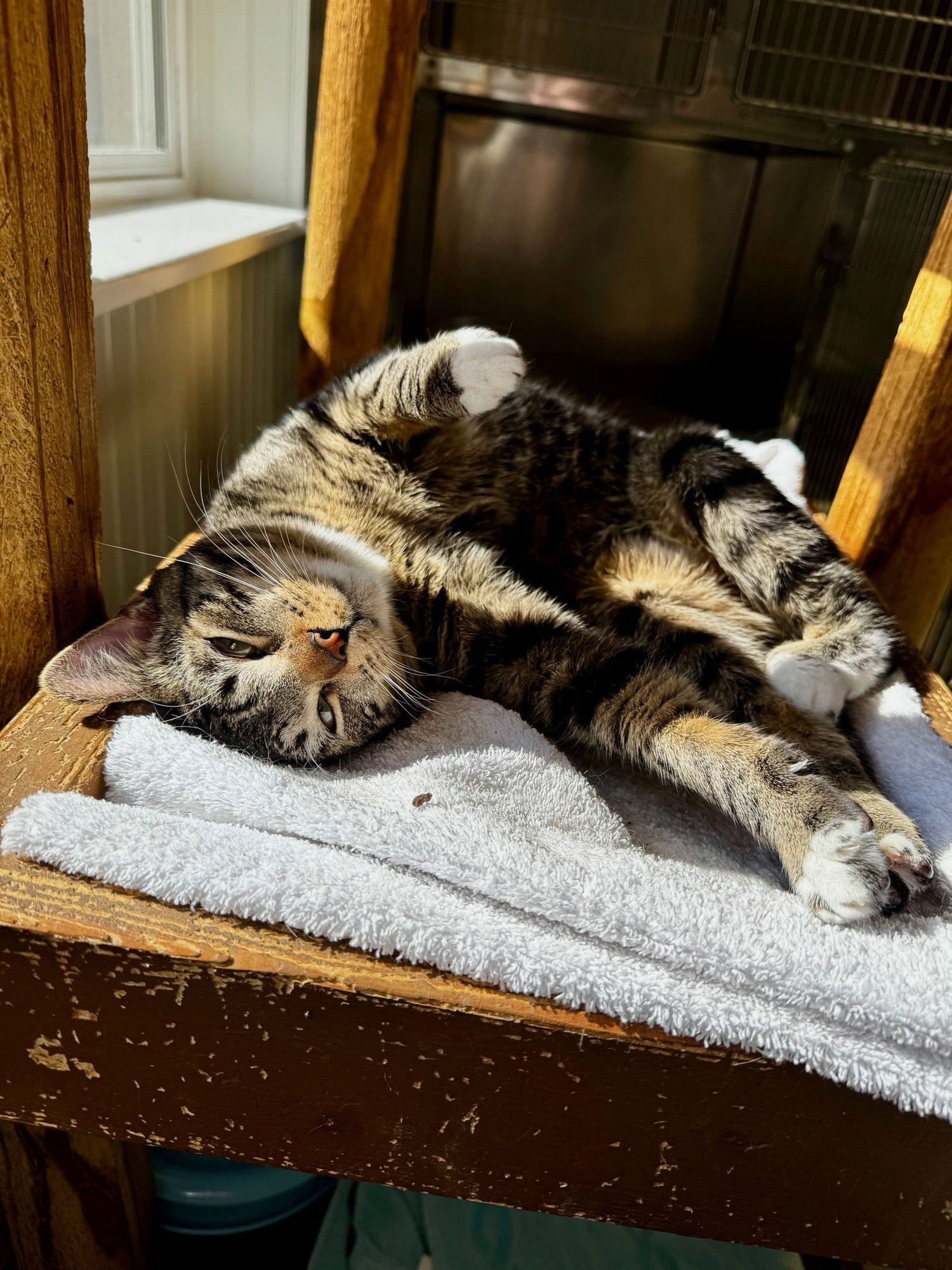 HARRIS - Domestic Short Hair available for adoption