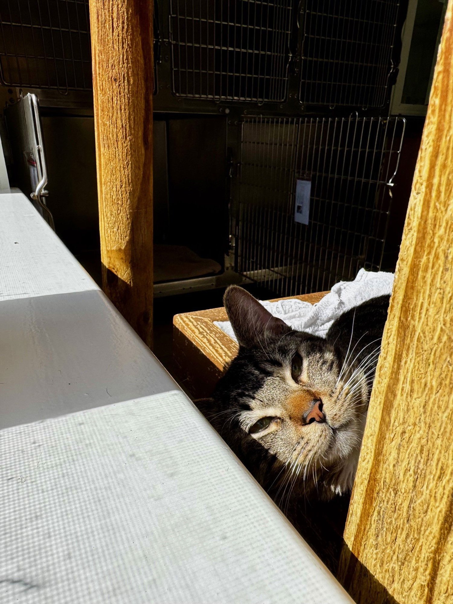 HARRIS - Domestic Short Hair available for adoption