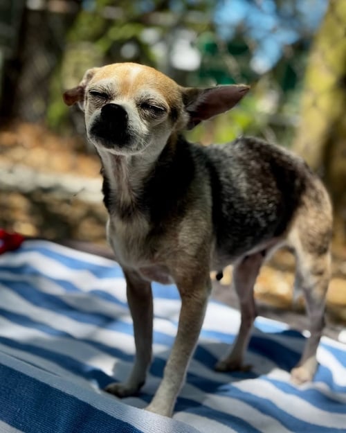 COLLEEN - Chihuahua available for adoption