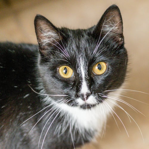 MAU MAU - Domestic Short Hair for adoption in Savannah