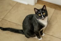 Mau Mau - Photo 4