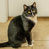 Mau Mau - Photo 3