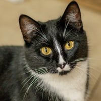 Mau Mau - Photo 2