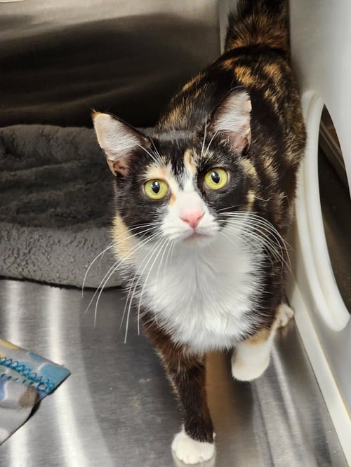 CRISTA - Domestic Short Hair available for adoption