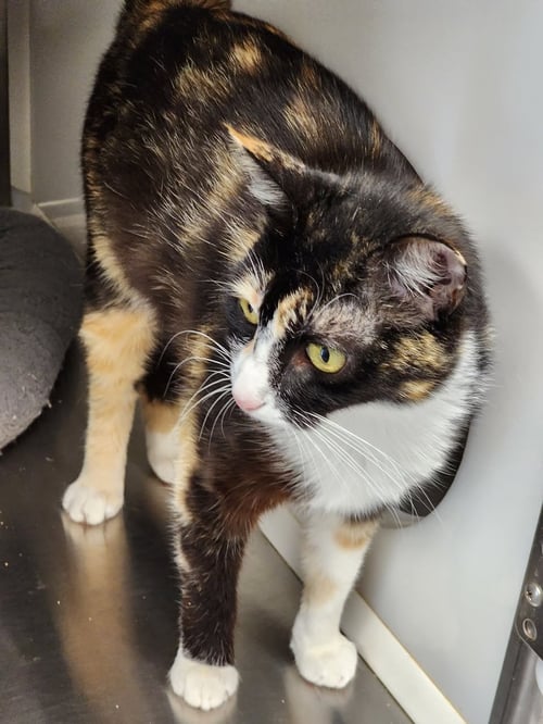 CRISTA - Domestic Short Hair available for adoption