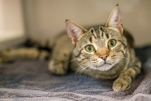 ASTER - Domestic Short Hair available for adoption