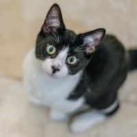 Pip - Photo 1