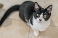 Pip - Photo 2