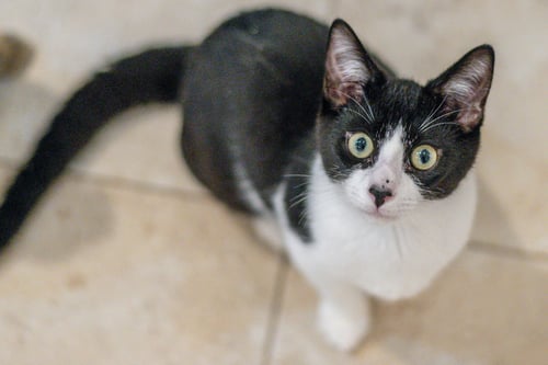 PIP - Domestic Short Hair available for adoption