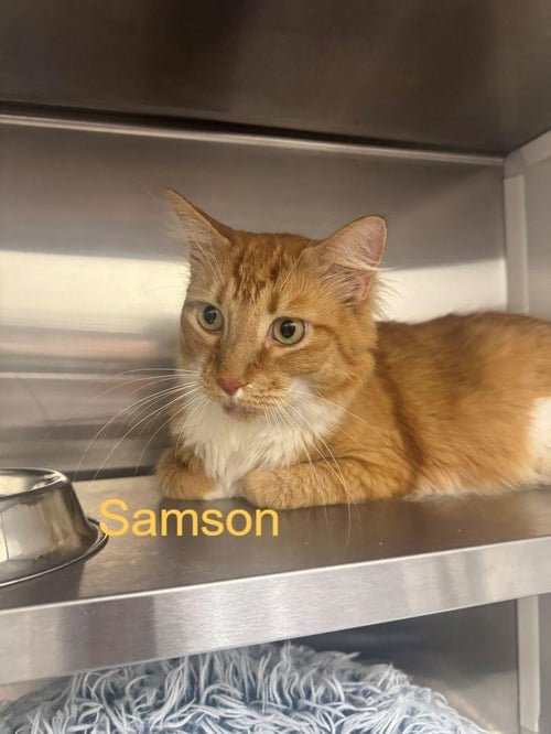 SAMSON - Domestic Short Hair available for adoption