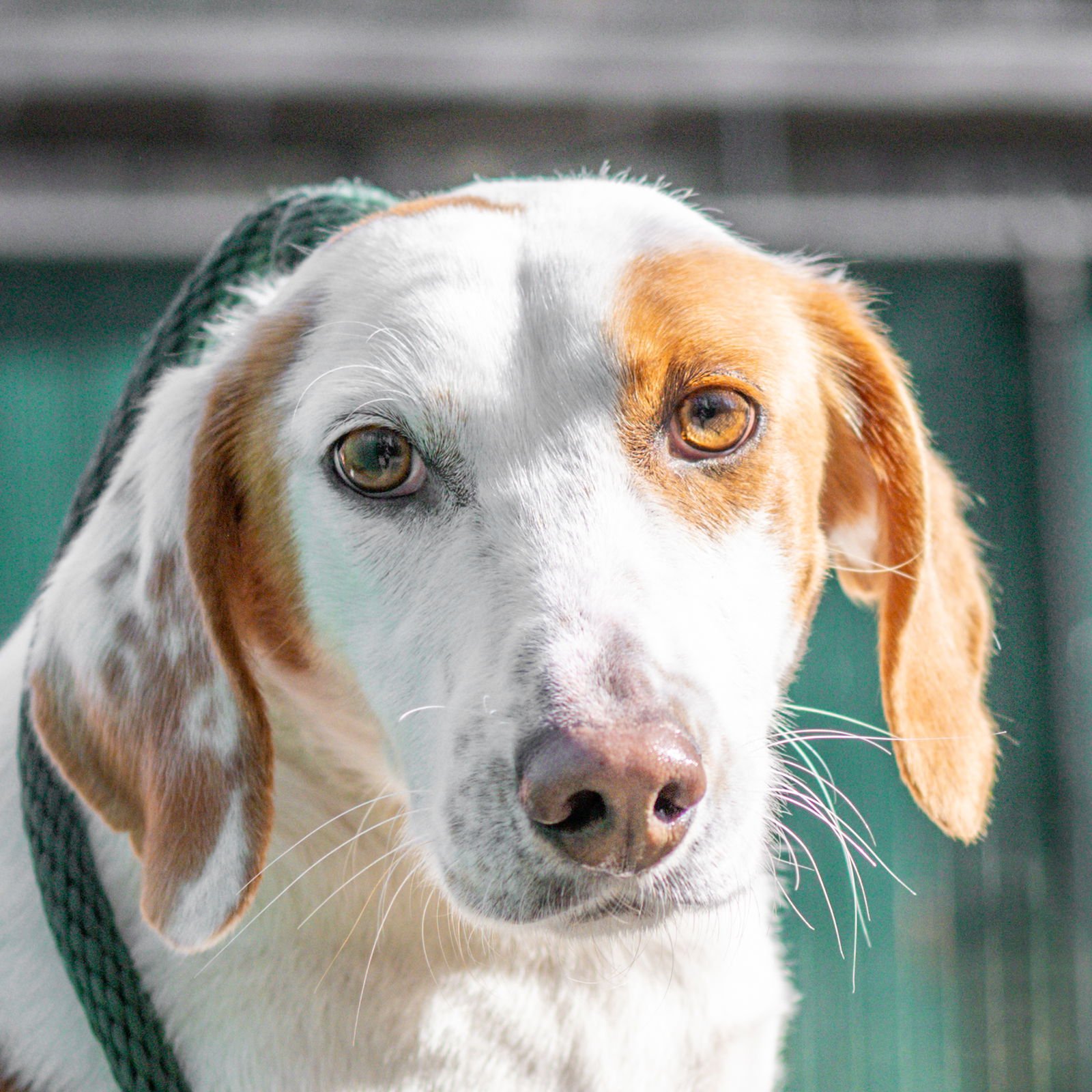 MELANIA - Hound available for adoption