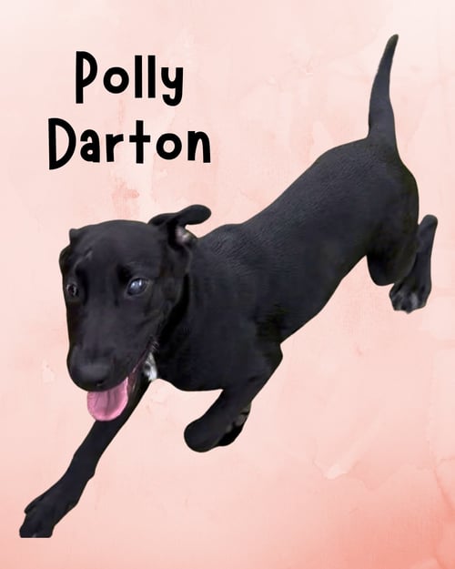 POLLY DARTON - Labrador Retriever available for adoption