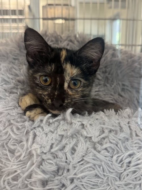 LILITH - Domestic Short Hair available for adoption