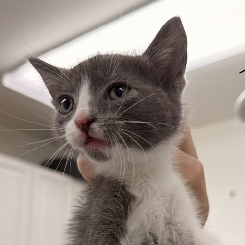 ARNOLD - Domestic Short Hair available for adoption
