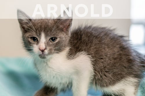 ARNOLD - Domestic Short Hair available for adoption