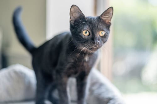 BLAIR - Domestic Short Hair available for adoption