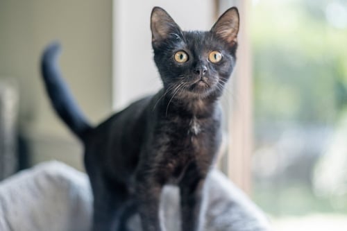 BLAIR - Domestic Short Hair available for adoption