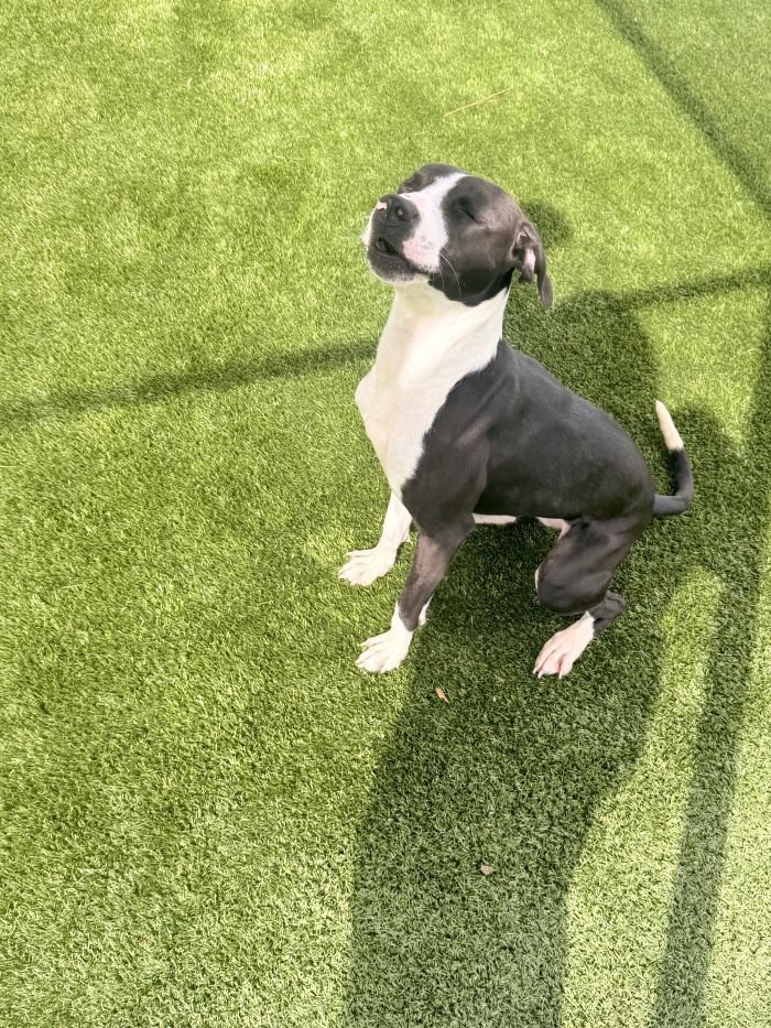 LEXI - Hound available for adoption