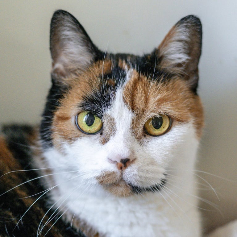 Sophie Image