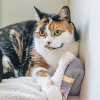 Sophie - Photo 3