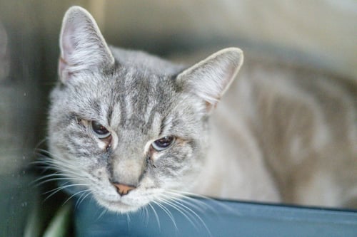 GHOST - Domestic Short Hair available for adoption